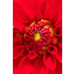 Frog Feeding Experience – Atlanta Botanical Garden Frog Feeding Experience – Atlanta Botanical Garden