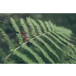 Awakening the Senses – Fernbank Museum Awakening the Senses – Fernbank Museum