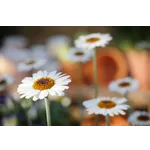 Garden Playtime Experience – Atlanta Botanical Garden Garden Playtime Experience – Atlanta Botanical Garden