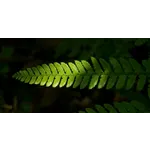 Nature’s Palette: Wildflower Walk – Fernbank Museum Nature’s Palette: Wildflower Walk – Fernbank Museum