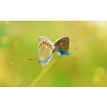 Orchid Daze: Celebrating Nature’s Elegance – Atlanta Botanical Garden Orchid Daze: Celebrating Nature’s Elegance – Atlanta Botanical Garden