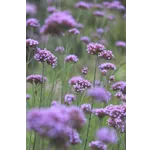 Explore the Beauty: Drop-In Garden Tours – Atlanta Botanical Garden Explore the Beauty: Drop-In Garden Tours – Atlanta Botanical Garden