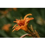 Jammin’ Junebugs with Alyssa Easterly Miller – Atlanta Botanical Garden Jammin’ Junebugs with Alyssa Easterly Miller – Atlanta Botanical Garden