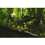 Sips & Science: An Evening at Fernbank Museum Sips & Science: An Evening at Fernbank Museum