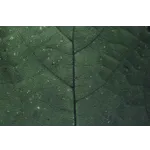 Guided Garden Tours – Atlanta Botanical Garden Guided Garden Tours – Atlanta Botanical Garden