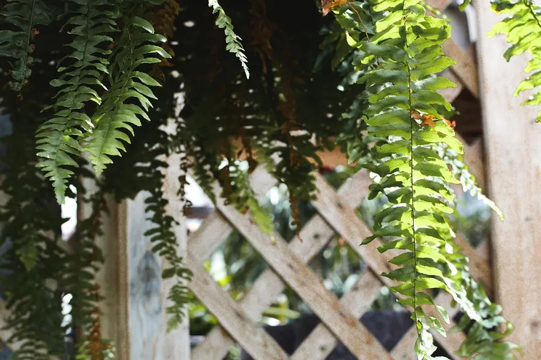 Exploring Insects: Teen Forest Lab – Fernbank Museum Exploring Insects: Teen Forest Lab – Fernbank Museum