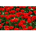 Guided Tours of the Garden – Atlanta Botanical Garden Guided Tours of the Garden – Atlanta Botanical Garden