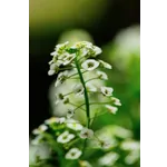 Frog Feeding Experience – Atlanta Botanical Garden Frog Feeding Experience – Atlanta Botanical Garden