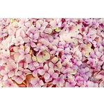 Harvesting Hope: Metro Atlanta Urban Farm – Atlanta Botanical Garden Harvesting Hope: Metro Atlanta Urban Farm – Atlanta Botanical Garden