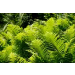 Discover Nature’s Oasis: The Fernbank Rain Garden at Fernbank Museum of Natural History! Discover Nature’s Oasis: The Fernbank Rain Garden at Fernbank Museum of Natural History!