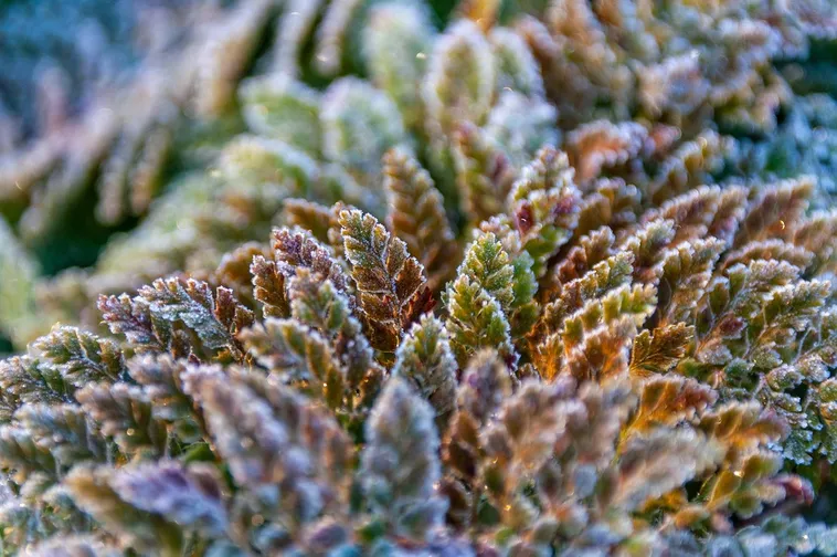 Awakening the Senses – Fernbank Museum Awakening the Senses – Fernbank Museum