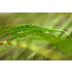 Discover the Wonders of the Rain Garden at Fernbank Museum of Natural History! Discover the Wonders of the Rain Garden at Fernbank Museum of Natural History!