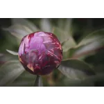 Guided Garden Tours – Atlanta Botanical Garden Guided Garden Tours – Atlanta Botanical Garden