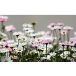 Twilight Enchantment – Atlanta Botanical Garden Twilight Enchantment – Atlanta Botanical Garden