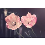 Guided Garden Insights – Atlanta Botanical Garden Guided Garden Insights – Atlanta Botanical Garden