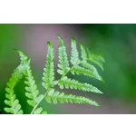 NatureQuest | Fernbank Museum of Natural History NatureQuest | Fernbank Museum of Natural History
