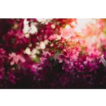 Exploring Nature: Drop-In Garden Tours – Atlanta Botanical Garden Exploring Nature: Drop-In Garden Tours – Atlanta Botanical Garden