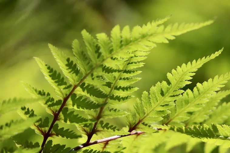 Insect Insight: Bug Fest – Fernbank Museum Insect Insight: Bug Fest – Fernbank Museum