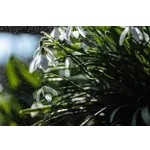 Guided Exploration: Drop-In Garden Tours – Atlanta Botanical Garden Guided Exploration: Drop-In Garden Tours – Atlanta Botanical Garden