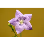 Guided Garden Exploration – Atlanta Botanical Garden Guided Garden Exploration – Atlanta Botanical Garden