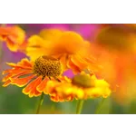 Explore Nature: Drop-In Garden Tours – Atlanta Botanical Garden Explore Nature: Drop-In Garden Tours – Atlanta Botanical Garden