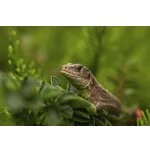 Discover the Beauty: Drop-In Garden Tours – Atlanta Botanical Garden Discover the Beauty: Drop-In Garden Tours – Atlanta Botanical Garden