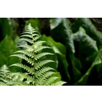Insect Discovery Day – Fernbank Museum Insect Discovery Day – Fernbank Museum