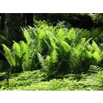 Fernbank After Dark: WildWoods Aglow – Fernbank Museum Fernbank After Dark: WildWoods Aglow – Fernbank Museum