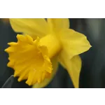 Explore Nature: Drop-In Garden Tours – Atlanta Botanical Garden Explore Nature: Drop-In Garden Tours – Atlanta Botanical Garden