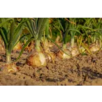 Twilight Enchantment – Atlanta Botanical Garden Twilight Enchantment – Atlanta Botanical Garden