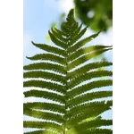 Fernbank After Dark: WildWoods AGLOW – Fernbank Museum Fernbank After Dark: WildWoods AGLOW – Fernbank Museum