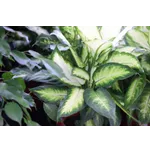 WildWoods: Aglow – Fernbank Museum WildWoods: Aglow – Fernbank Museum