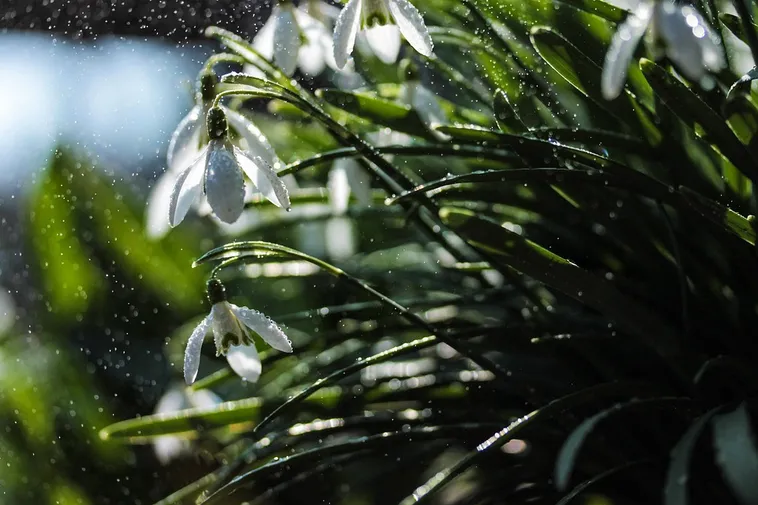 Guided Exploration: Drop-In Garden Tours – Atlanta Botanical Garden Guided Exploration: Drop-In Garden Tours – Atlanta Botanical Garden