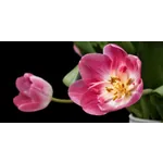 Explore the Gardens: Drop-In Tours – Atlanta Botanical Garden Explore the Gardens: Drop-In Tours – Atlanta Botanical Garden