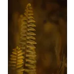 Sensory Exploration Morning – Fernbank Museum Sensory Exploration Morning – Fernbank Museum