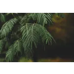 Nature Walk for Families – Fernbank Museum Nature Walk for Families – Fernbank Museum