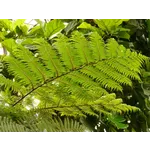 Wild Wonders: Live Animal Encounter – Fernbank Museum Wild Wonders: Live Animal Encounter – Fernbank Museum