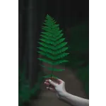 Discover the Marvels of the Sea: World of Shells at Fernbank Museum! Discover the Marvels of the Sea: World of Shells at Fernbank Museum!