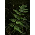 Fluttering Wonders: Explore the Flight of Butterflies at Fernbank Museum! Fluttering Wonders: Explore the Flight of Butterflies at Fernbank Museum!