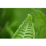 Roar into Adventure at Fernbank’s Dinosaur Plaza! Roar into Adventure at Fernbank’s Dinosaur Plaza!