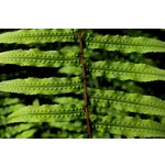 Explore the Enchantment of WildWoods at Fernbank Museum! Explore the Enchantment of WildWoods at Fernbank Museum!