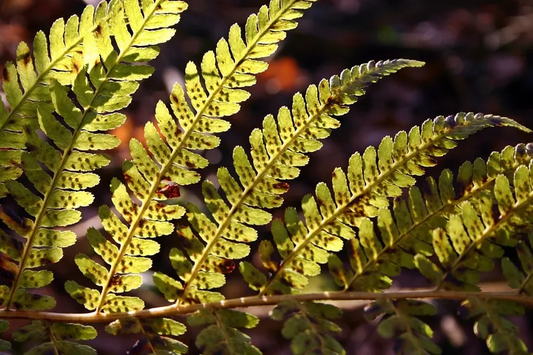 Clay Chronicles: Unveiling Stories at Fernbank Museum! Clay Chronicles: Unveiling Stories at Fernbank Museum!