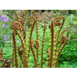 Explore the Roaring Wonders at Fernbank’s Dinosaur Plaza! Explore the Roaring Wonders at Fernbank’s Dinosaur Plaza!