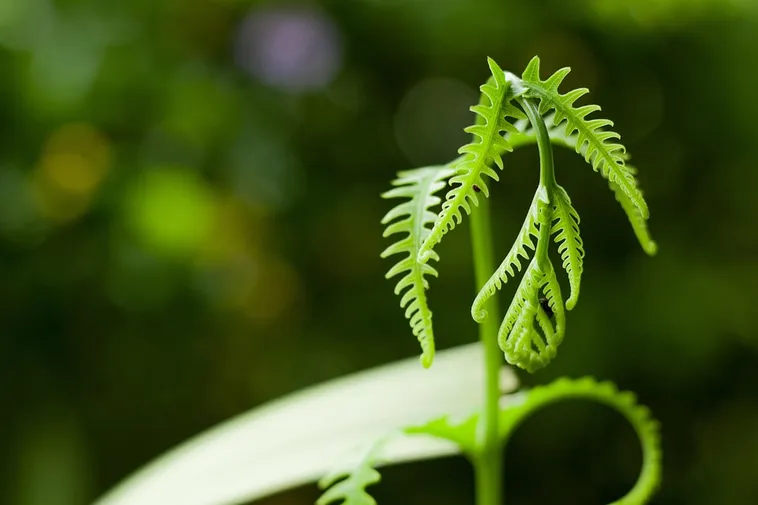 Sunrise Trails: Morning Hikes – Fernbank Museum Sunrise Trails: Morning Hikes – Fernbank Museum