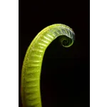 WildWoods: AGLOW – Fernbank Museum WildWoods: AGLOW – Fernbank Museum