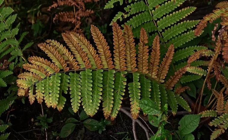 Exploring the Senses: A Sensory Morning – Fernbank Museum Exploring the Senses: A Sensory Morning – Fernbank Museum