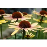 Kids’ Gardening Drop-In Activity – Atlanta Botanical Garden Kids’ Gardening Drop-In Activity – Atlanta Botanical Garden