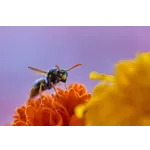 Discover Nature: Drop-In Garden Tours – Atlanta Botanical Garden Discover Nature: Drop-In Garden Tours – Atlanta Botanical Garden