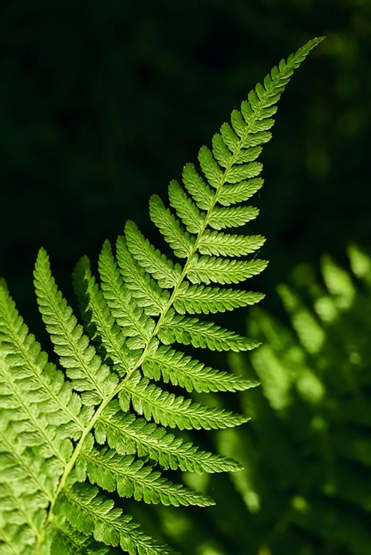 WildWoods: AGLOW – Fernbank Museum WildWoods: AGLOW – Fernbank Museum