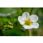 Explore the Beauty: Drop-In Garden Tours – Atlanta Botanical Garden Explore the Beauty: Drop-In Garden Tours – Atlanta Botanical Garden